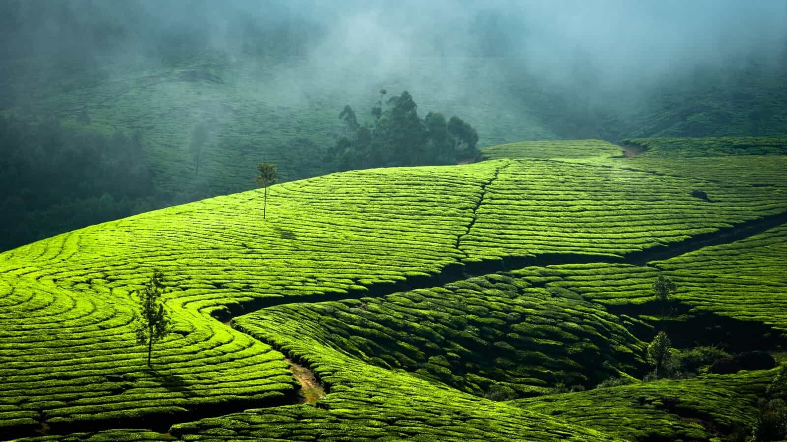 Munnar & Trivendrum – 7 Days (Kerala)