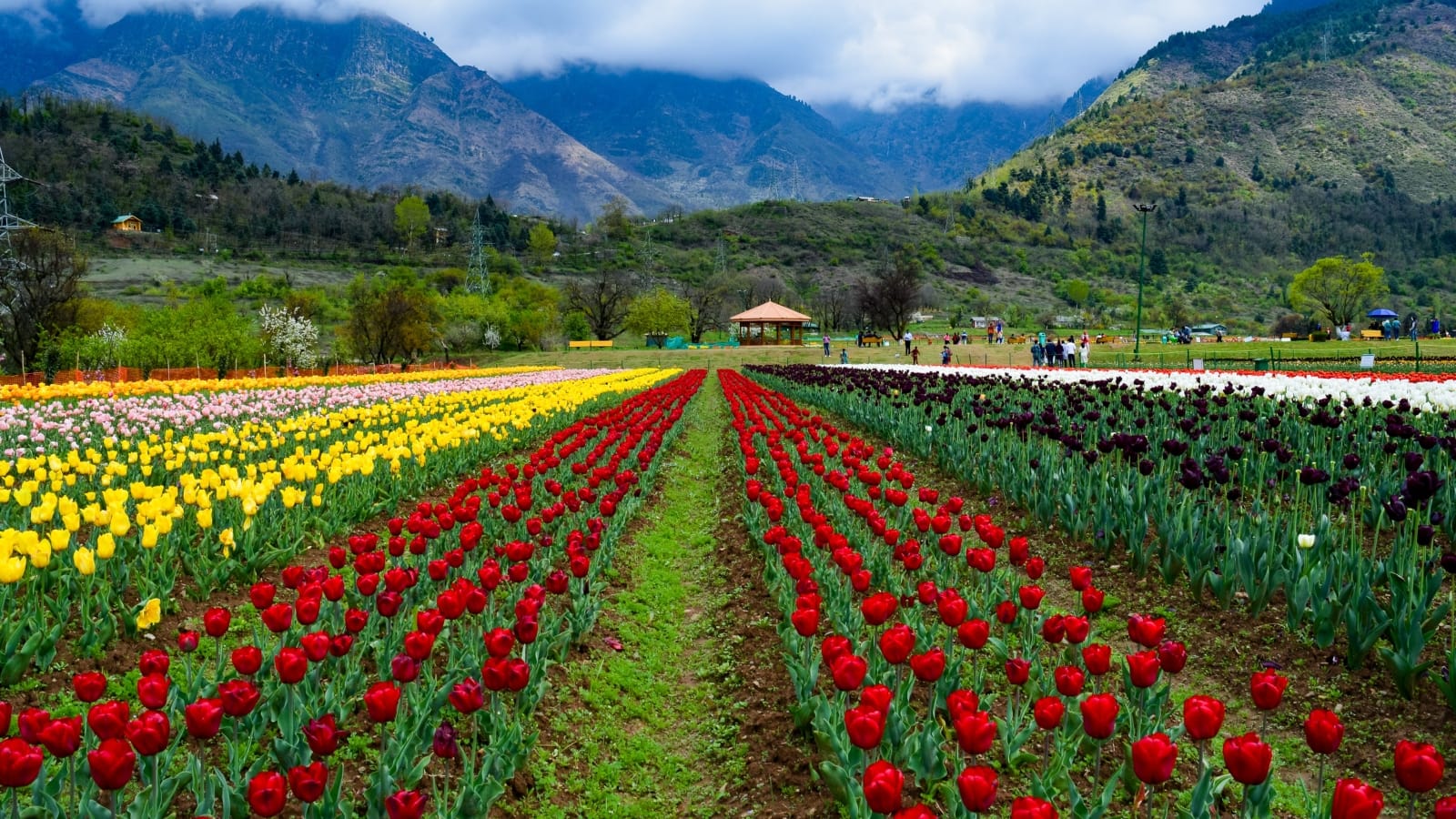 Kashmir Tulip* Special - 6 Days